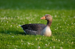 Angsa Greylag